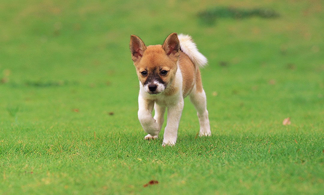 海口叮叮宠物商业计划书案例